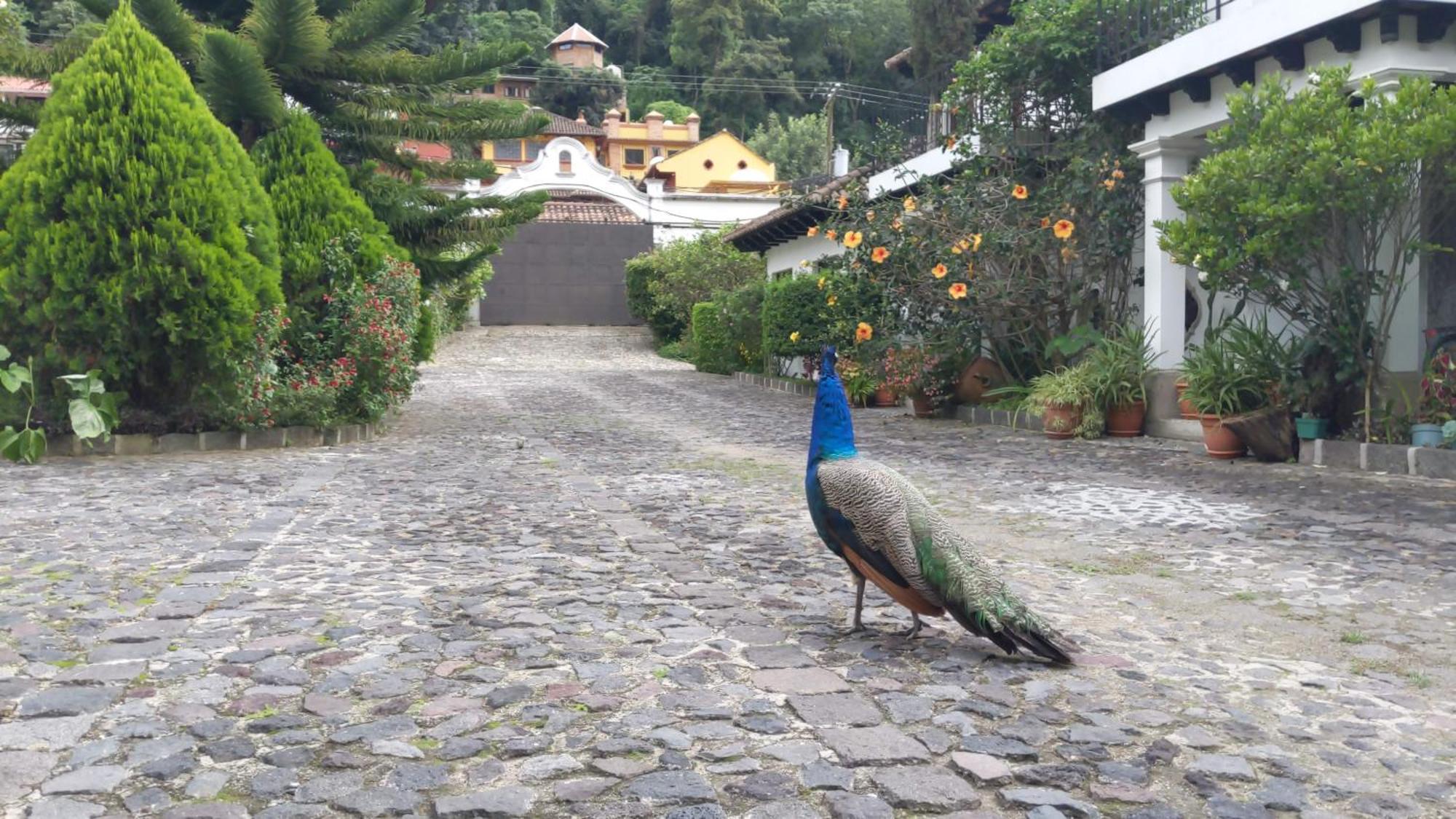 Hostal Casa Buho Antigua Eksteriør billede